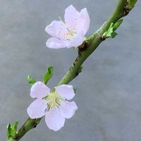 スモモ,プラム,開花,鉢栽培,授粉の画像