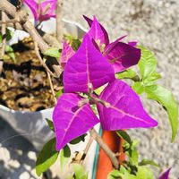 ブーゲンビリア,ビニールハウスの画像