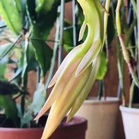 クジャクサボテン,部屋の画像