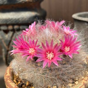 サボテン,マミラリア高砂,ガーデニング,庭の画像