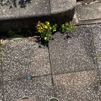 トレニアの画像