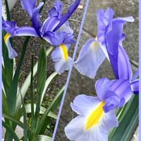 カーネーション,オステオスペルマム,センテッドゼラニウム,ダークベルクデージー,蚊連草の画像