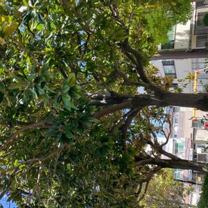 タイサンボクの画像