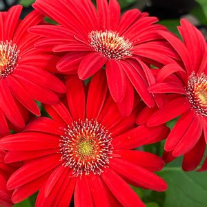 サボテン,お花大好き♡,キッチン,テラス,玄関内側の画像