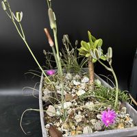 多肉植物,観葉植物,塊根植物,コーデックス,珍奇植物の画像