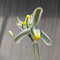 多肉植物,珍奇植物,植物のある暮らし,植中毒,アローディア属の画像