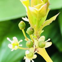 クリスマスホーリー,庭の画像