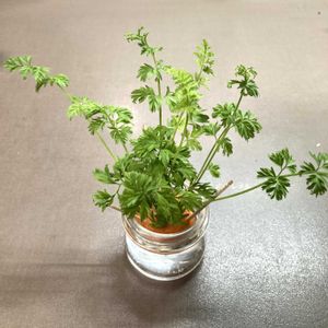 にんじんのヘタ,出窓,水耕栽培,スマホ撮影の画像