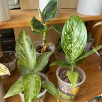 サトイモ科,ディフェンバキア,ディフェンバキア,観葉植物,ハイドロカルチャーの画像