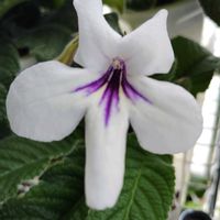 ストレプトカーパス,ストレプトカーパス種まきっ子,ストレプトカーパス種まきっ子,種まきっ子,花のある暮らしの画像