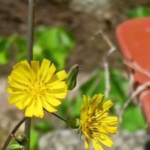 アジュガ,サボテン,モミジ,ニガナ,キュウリグサ（胡瓜草）の画像