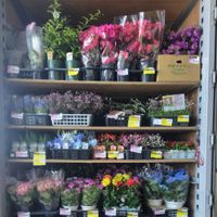 ハイドランジア,ハイドランジア,ジニアプロフュージョンの画像