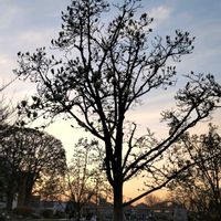 モクレン,ハクモクレン（白木蓮）,公園,今日のお花,モクレン科の画像