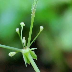 途標　(ミチシルベ）