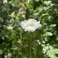 スカビオサ,スカビオサ,タイツリソウ,タイツリソウ,マツムシソウの画像