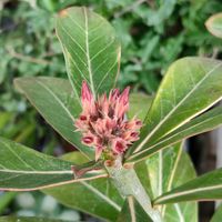 アデニウム,観葉植物,塊根植物,ダイソー,コーデックスの画像