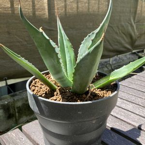 アガベ,アガベ アメリカーナ,多肉植物,塊根植物,コーデックスの画像