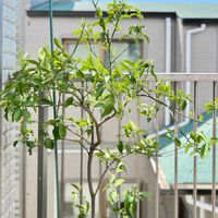 柚子,花芽,実のなる植物,元気に育ててますよ,ベランダの画像