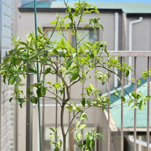 柚子,花芽,実のなる植物,元気に育ててますよ,ベランダの画像