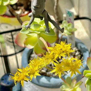 薄化粧,多肉植物,紅葉する多肉,❤️いいね、ありがとう,神奈川県の画像