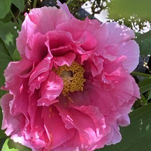 フェンスの画像