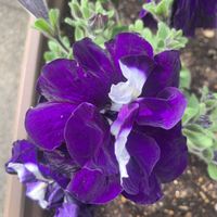 アヤメ,コシアブラ,ネメシア,フジ,八重咲きペチュニアの画像