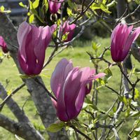 モクレン,今日のお花,木曜は木の花,木曜日は桃色,好き好き大す木♡の画像