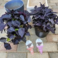 イポメア,イポメア モリーナ,ダークスピア,ショコラート,ありがとうの画像