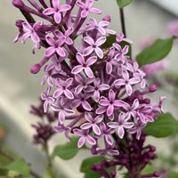 モッコウバラ,エリゲロン,姫ライラック,姫ライラック　ペンダ,癒し…♡の画像