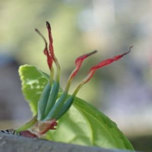 カツラ,樹木,木の花,木曜日は木に咲く花,木曜日は木の画像