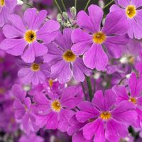 プリムラ,プリムラ,プリムラ マラコイデス,プリムラ マラコイデス,公園の画像