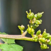 サンショウ,サンショウ　雌花,サンショウ　雌花,油点,裏庭の画像
