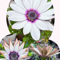 デージー,ビオラ,プリムラ　ジュリアン,オステオスペルマム,アネモネ・ミストラルピンクの画像