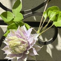 オダマキ,オダマキ,クレマチス,コデマリ,コデマリの画像