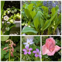 エビネ,スズラン,ミョウガ,可愛い,花が好き♡の画像