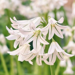 スズラン,ナチュラルガーデン,白い花,イングリッシュガーデン,春のお花の画像