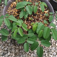 ワレモコウの画像