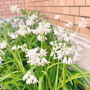 スズラン,ナチュラルガーデン,白い花,イングリッシュガーデン,春のお花の画像