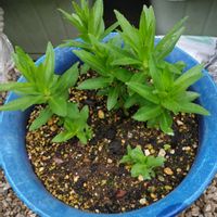 サワギキョウの画像