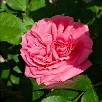 ミニバラ,マイガーデン,いやし♪,お花大好き✨,小さな庭の画像