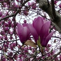 バラ,ポピー,ツルハナナス,シモクレン(紫木蓮),さくら サクラ 桜の画像