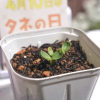 ミニひまわり,ミニひまわりフレッシュスマイル,タキイ,PR,種から育てるの画像