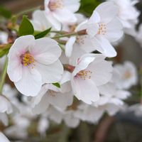 沈丁花,しだれ梅,植物のある暮らし,咲いた❤,さくら 桜 サクラの画像