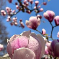 モクレン,モクレン,ハクモクレン,シモクレン(紫木蓮),今日のお花の画像