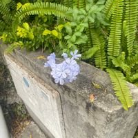 ルリマツリの画像