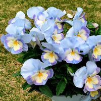 キンギョソウ,キンセンカ,ダイアンサス,パンジー・ビオラ,ホタルカズラの画像