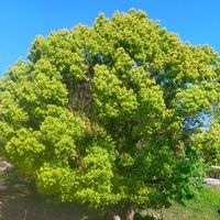 ドウダンツツジ,モクレン,ヒマラヤ杉,クスノキ,ラクウショウの画像