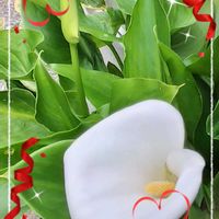 イチゴ,カラー,スモモ,フリージア,マツバウンランの画像