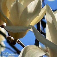 モクレン,ハクモクレン,サラサモクレン,白い花,いつもありがとうの画像