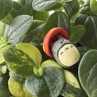 スイカズラ,ペペロミア,マーガレット,ムスカリ,葉牡丹の花の画像